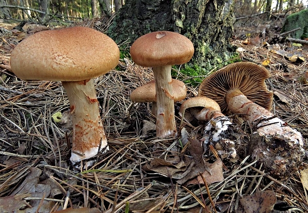 Pavučinec náramkovitý -Cortinarius (Telamonia) armillatus Škola začínajícího houbaře - Podzimní houby