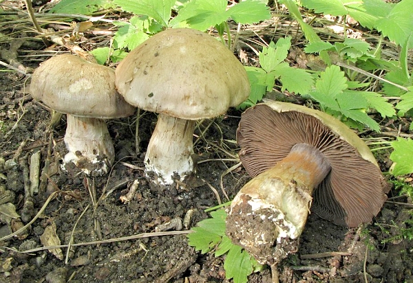 Pavučinec olivový - Cortinarius (Phlegmacium) infractus Škola začínajícího houbaře - Podzimní houby