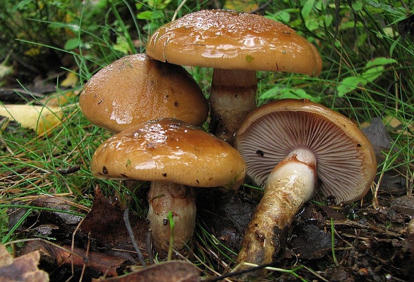 Pavučinec osikový – Cortinarius (Myxacium) trivialis Škola začínajícího houbaře - Podzimní houby