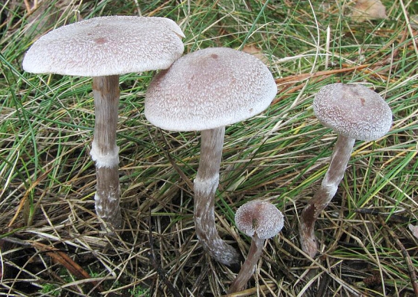 Pavučinec plstnatý - Cortinarius (Telamonia) hemitrichus Škola začínajícího houbaře - Podzimní houby