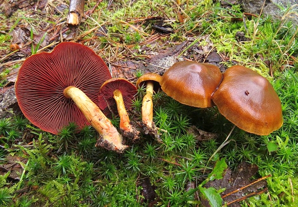 Pavučinec polokrvavý - Cortinarius (Dermocybe) semisanguinea Škola začínajícího houbaře - Podzimní houby