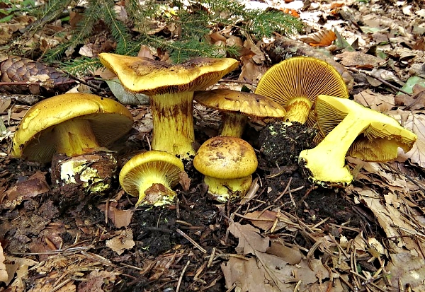 Pavučinec překrásný Meinhardův - Cortinarius (Phlegmacium) splendens subs.
meinhardii Škola začínajícího houbaře - Podzimní houby