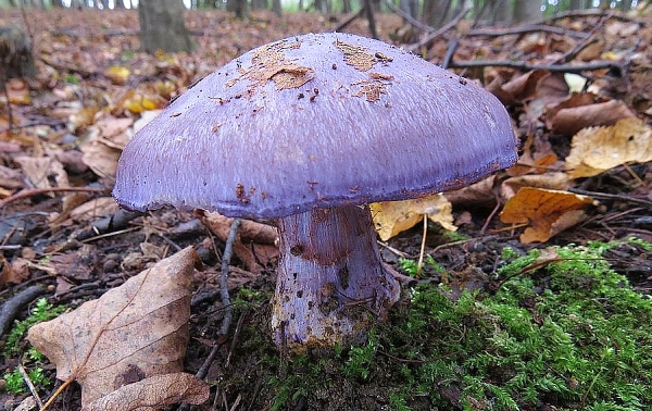 Pavučinec zářivě fialový - Cortinarius eucaeruleus Škola začínajícího houbaře - Podzimní houby