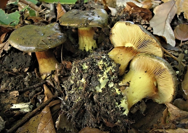 Pavučinec zelený - Cortinarius (Phlegmacium) atrovirens Škola začínajícího houbaře - Podzimní houby