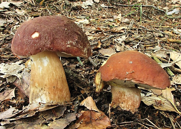 Hřib borový - Boletus pinophilus Škola začínajícího houbaře