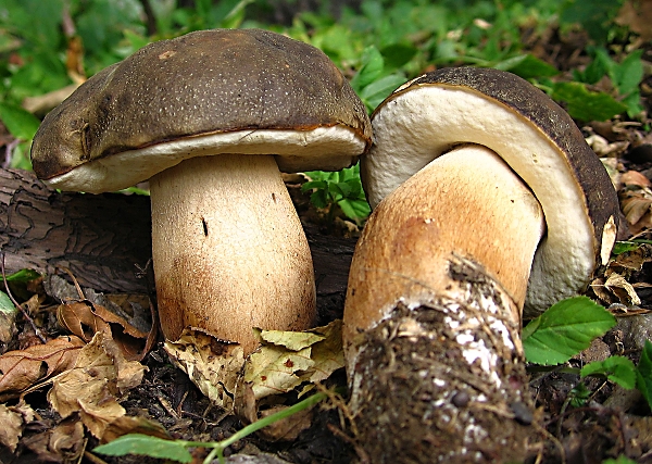 Hřib bronzový - Boletus aereus Škola začínajícího houbaře