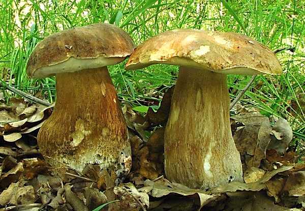 Hřib dubový - Boletus reticulatus Škola začínajícího houbaře