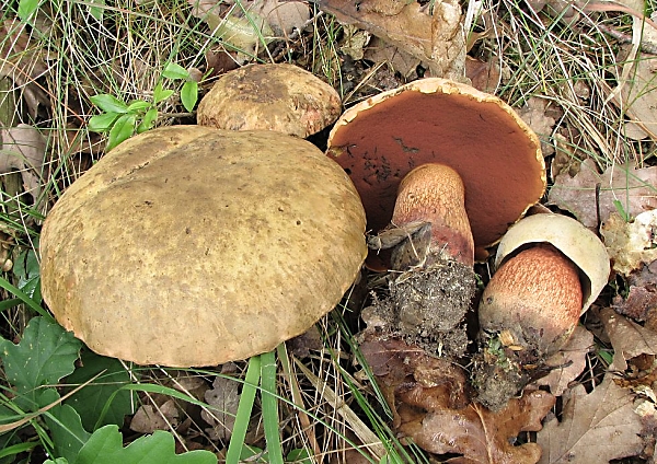 Hřib koloděj - Boletus luridus Škola začínajícího houbaře