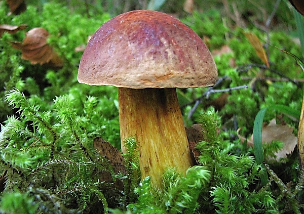 Hřib koloděj červený - Boletus luridus var. rubriceps Škola začínajícího houbaře