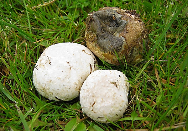 Škola začínajícího houbaře