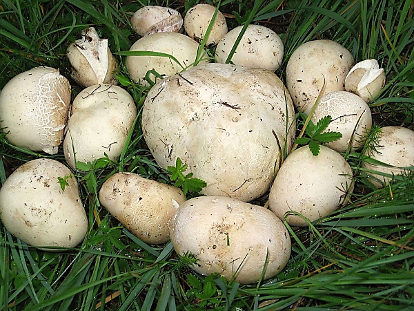 Škola začínajícího houbaře