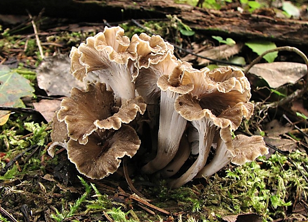 Liška kadeřavá - Pseudocraterellus sinuosus Škola začínajícího houbaře