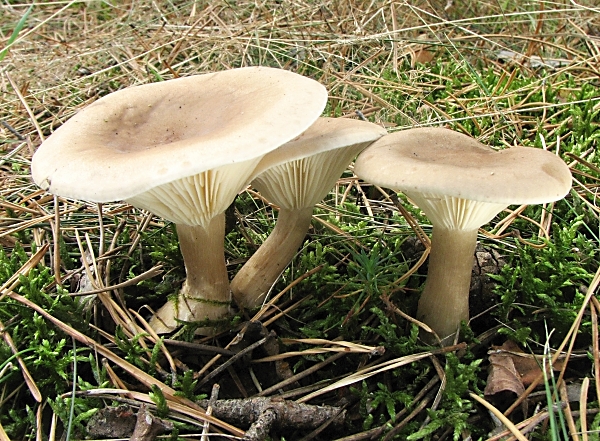 Strmělka kyjonohá - Clitocybe clavipes Škola začínajícího houbaře