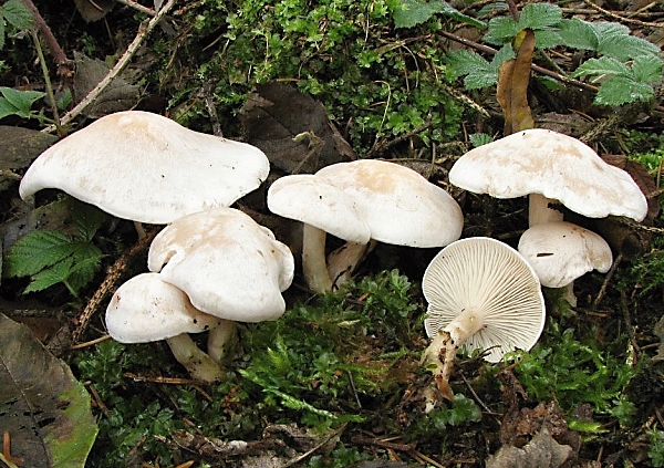 Strmělka listomilná - Clitocybe phyllophila Škola začínajícího houbaře