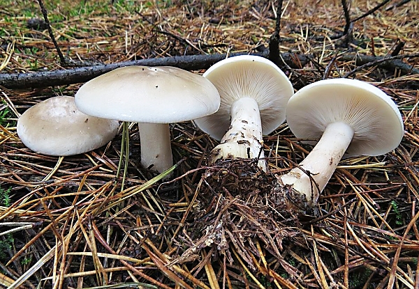 Strmělka mlženka - Clitocybe nebularis Škola začínajícího houbaře