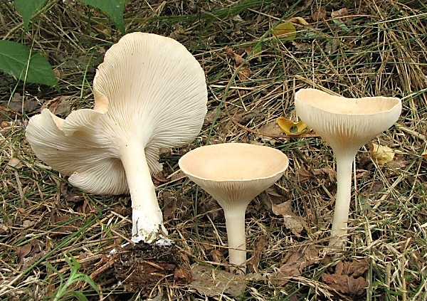 Strmělka nálevkovitá - Clitocybe gibba Škola začínajícího houbaře