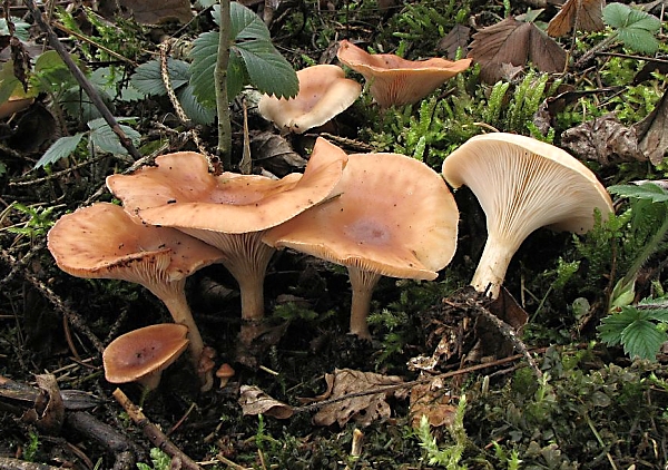 Strmělka přehrnutá - Clitocybe flaccida Škola začínajícího houbaře