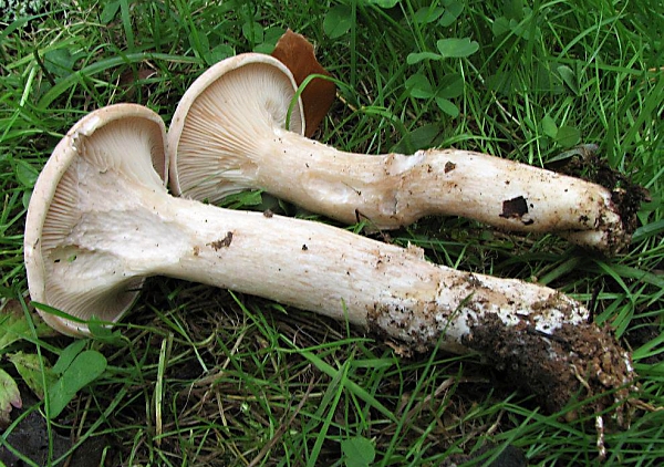 Strmělka veliká - Clitocybe geotropa Škola začínajícího houbaře