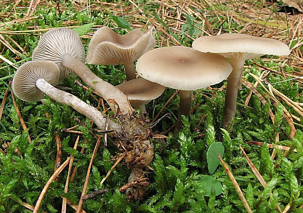 Strmělka žlábkovitá - Clitocybe vibecina Škola začínajícího houbaře