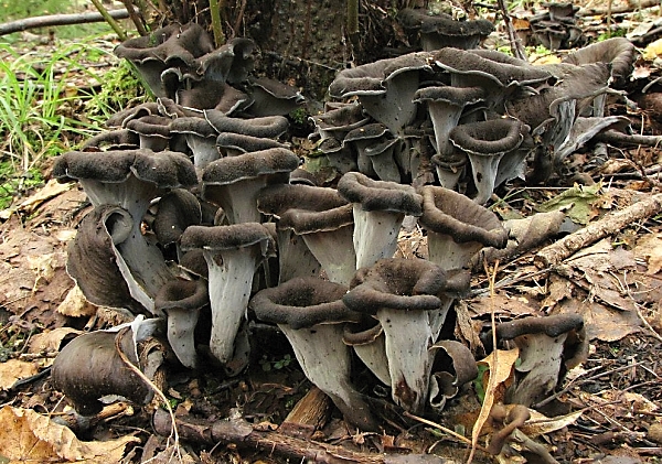 Stroček trubkovitý - Craterellus cornucopioides Škola začínajícího houbaře