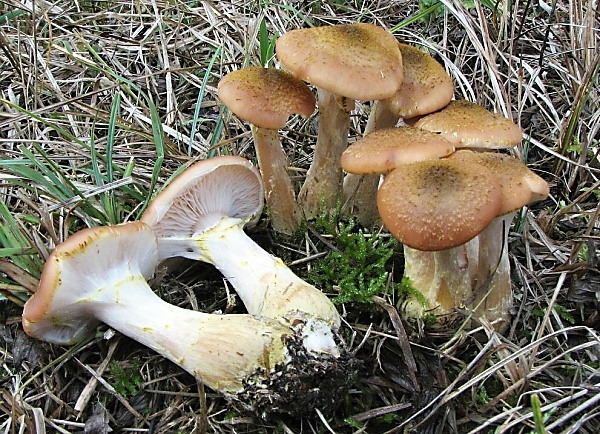 Škola začínajícího houbaře