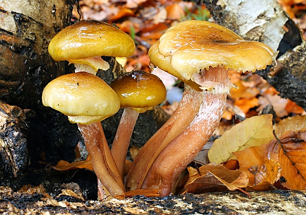 Škola začínajícího houbaře