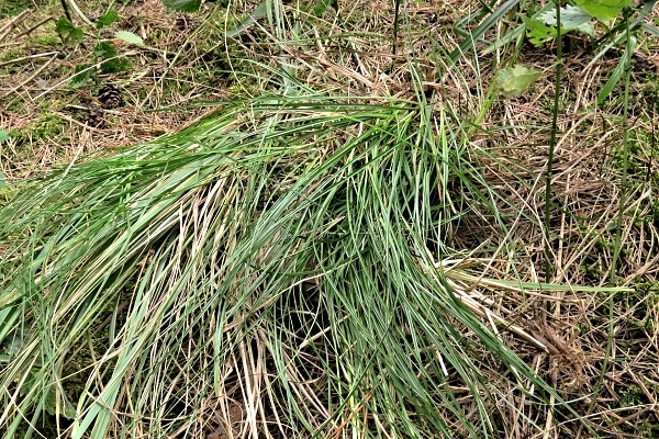 Zamaskovaná plodnice Škola začínajícího houbaře
