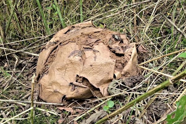 Stará plodnice vatovce Škola začínajícího houbaře