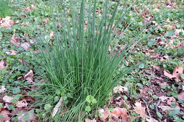 Pažitka pobřežní - Allium schoenoprasum Škola vaření - neobvyklé ingredience a bylinky